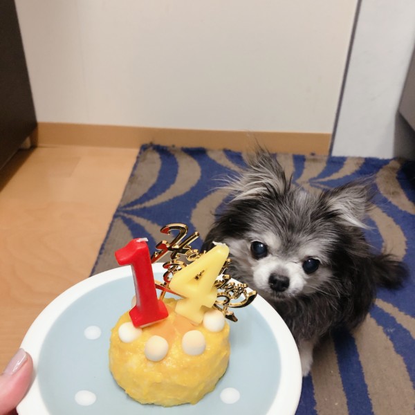 チワワ　14才　誕生日ケーキ