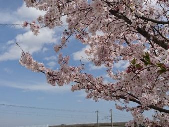 2016年実家の桜
