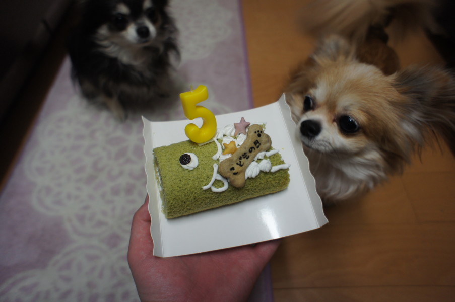 犬用ケーキ